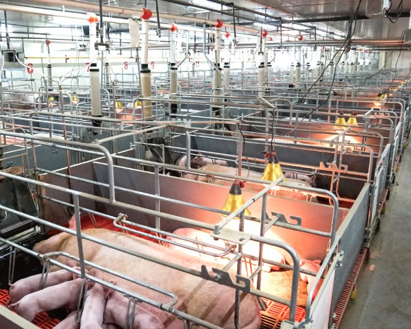 母猪自由采食器